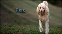 Pets Gallery